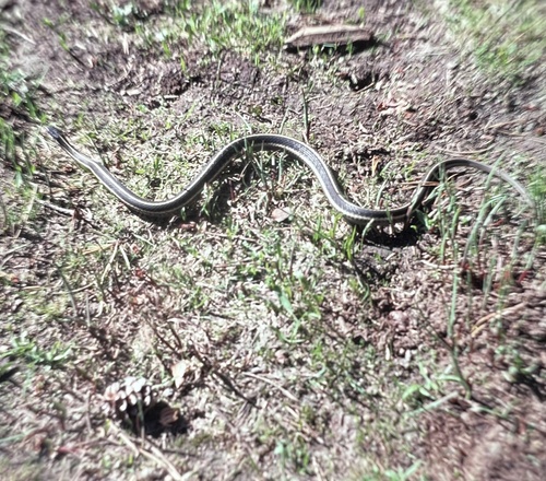 iNaturalist observation photo of Mountain Garter Snake