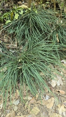 Liriope graminifolia, photograph (c) 黃其君, some rights reserved (CC BY)