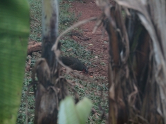 Penelope superciliaris