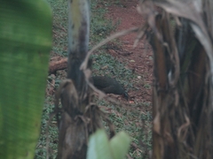 Penelope superciliaris