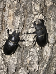 Lucanus mazama
