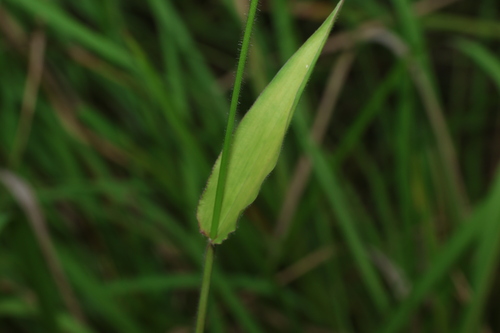 Image of Urochloa foliosa by (c) Greg Tasney, some rights reserved (CC BY-SA)