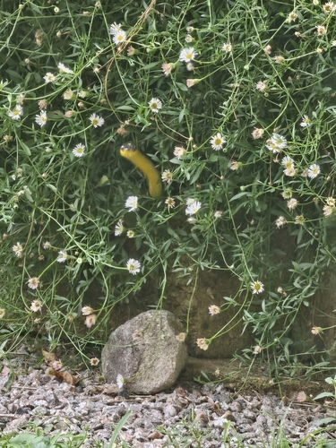 Common Tree Snake sighting