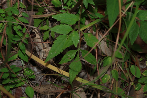 Image of Bidens biternata by (c) Greg Tasney, some rights reserved (CC BY-SA)