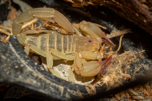 Kochius punctipalpi