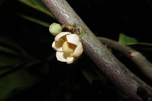 Unonopsis pittieri observed 2024-04-19