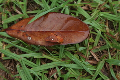 Anisota virginiensis
