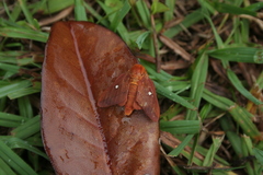 Anisota virginiensis