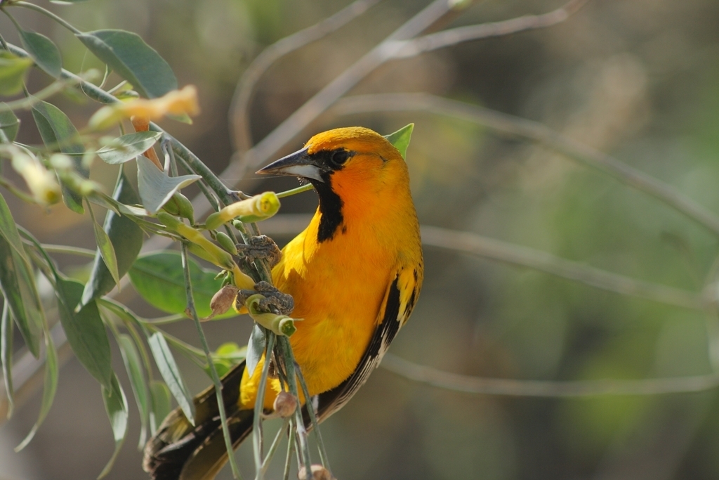 Streak-backed Oriole (Tres Marias Is.)