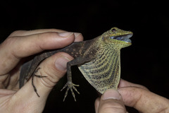 Anolis anoriensis