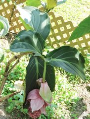 Medinilla magnifica