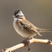 Rufous-collared Sparrow - Photo (c) Sebastián Lescano, some rights reserved (CC BY-NC)