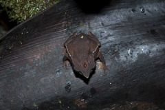 Rhinella macrorhina