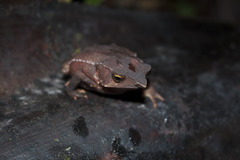 Rhinella macrorhina