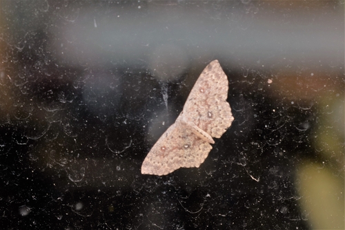 Cyclophora pendularia