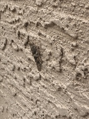 Trimerotropis pallidipennis