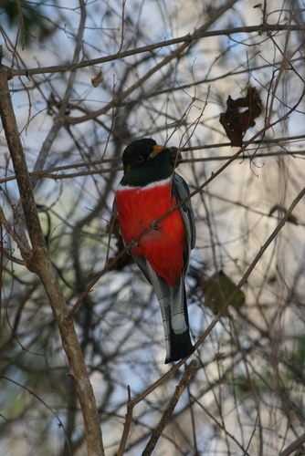 Trogon elegans goldmani