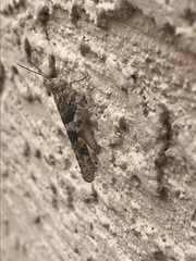 Trimerotropis pallidipennis