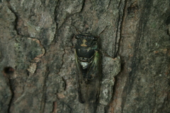 Neotibicen lyricen engelhardti