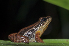 Leucostethus fraterdanieli
