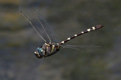 Macromia annulata