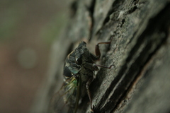 Neotibicen lyricen engelhardti