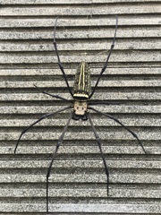 Nephila pilipes