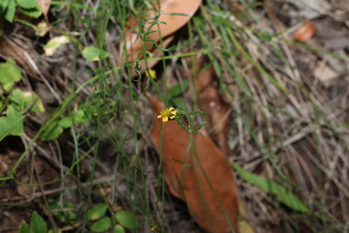 Image of Glossocardia bidens by (c) Greg Tasney, some rights reserved (CC BY-SA)