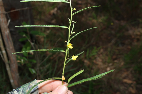 Image of Chamaecrista nomame by (c) Greg Tasney, some rights reserved (CC BY-SA)