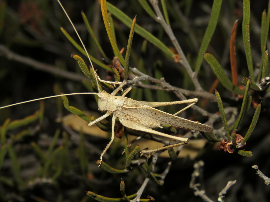 Lanciana hesperpotana