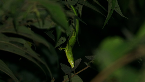 Lamprolepis smaragdina