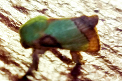 Parasa chloris