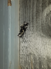 Syngrapha rectangula