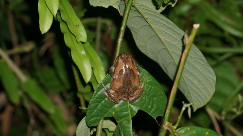Kaloula baleata