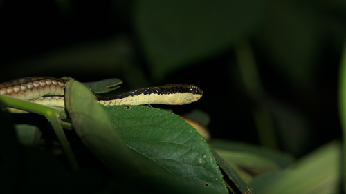 Dendrelaphis marenae