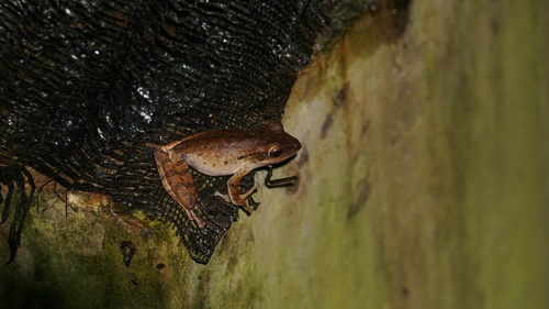 Polypedates iskandari