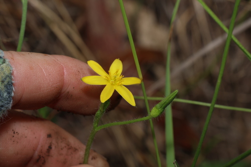 golden star (Hypoxis pratensis)