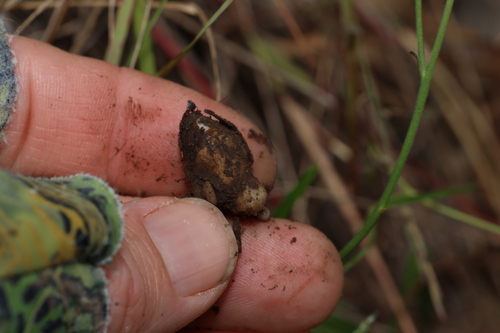 Image of Hypoxis pratensis by (c) Greg Tasney, some rights reserved (CC BY-SA)