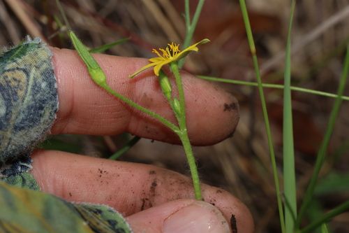 Image of Golden Star (Hypoxis pratensis) by (c) Greg Tasney, some rights reserved (CC BY-SA)