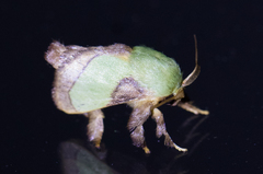 Parasa chloris