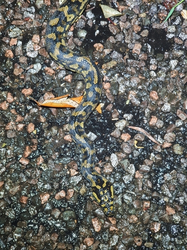 Jungle Carpet Python sighting