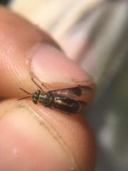 Chrysops univittatus
