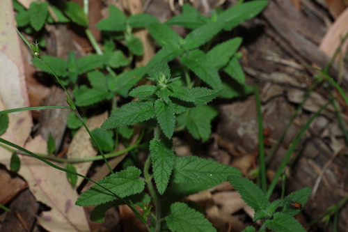 Image of Teucrium argutum by (c) Greg Tasney, some rights reserved (CC BY-SA)