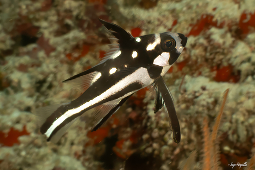 Foto de Pargo negro con manchas (Macolor macularis)