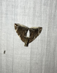 Eulithis molliculata