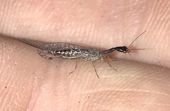 Raphidiinae