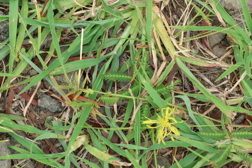 Image of Neptunia gracilis by (c) Greg Tasney, some rights reserved (CC BY-SA)