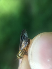 Chrysops vittatus