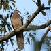 Barred Cuckoo-Dove - Photo (c) Carlos Sanchez, some rights reserved (CC BY-NC), uploaded by Carlos Sanchez