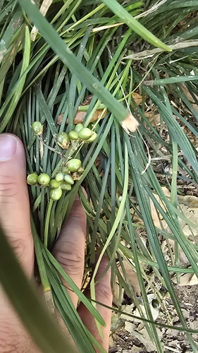 Liriope graminifolia, photograph 4